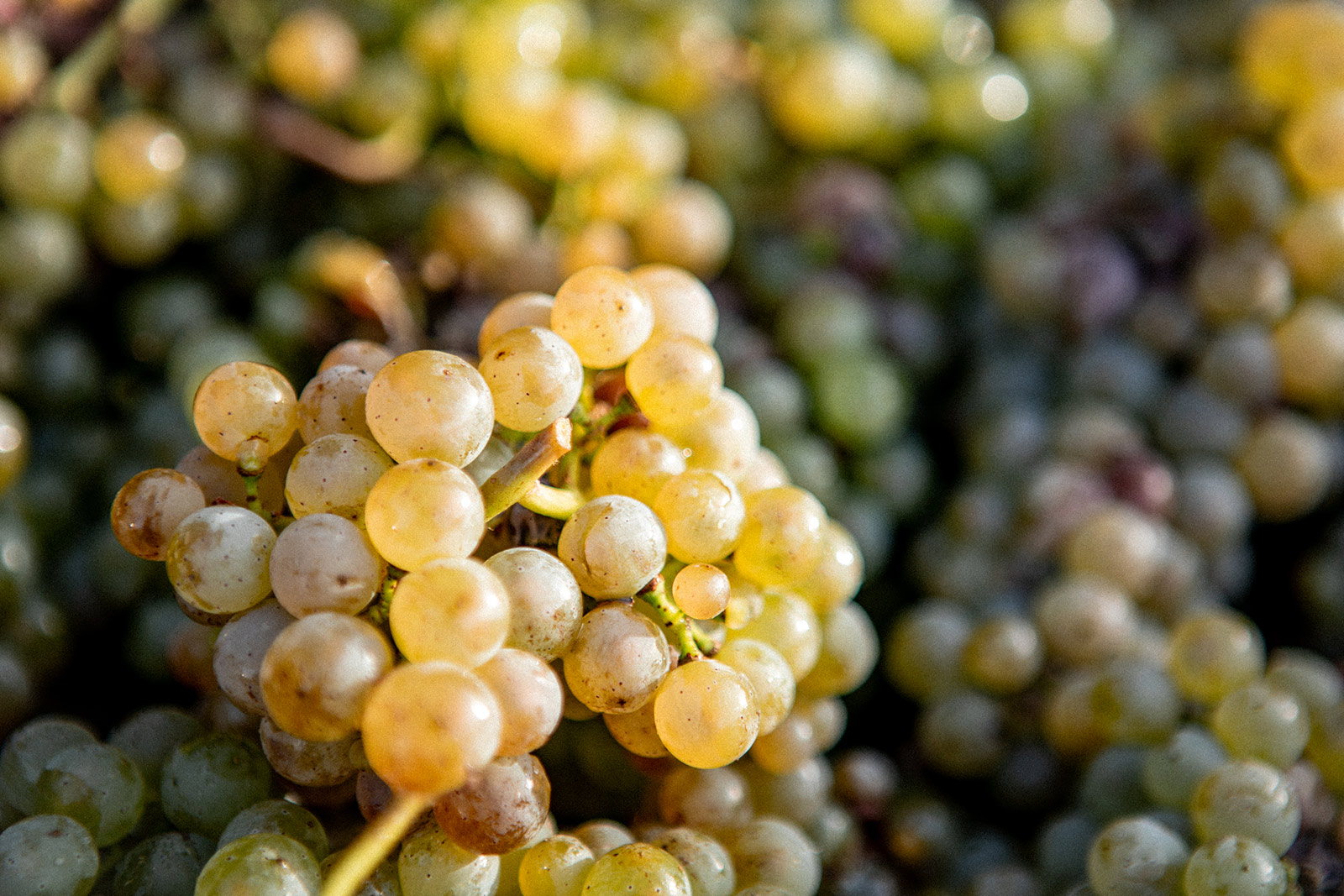 weingut-bernhard-eifel-cristoph-cluesserath-impressionen-20