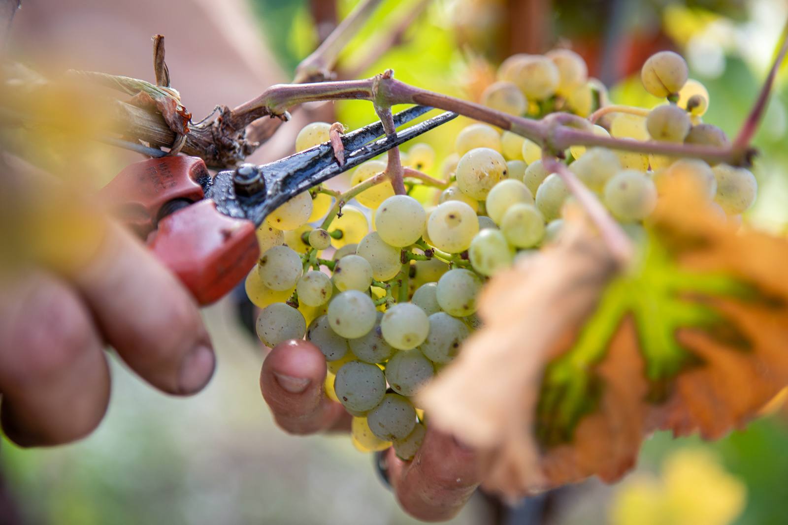 weingut-bernhard-eifel-cristoph-cluesserath-impressionen-weingut-05