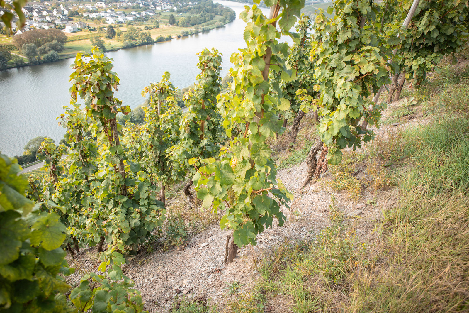 weingut-eifel-cluesserath-lagen-04