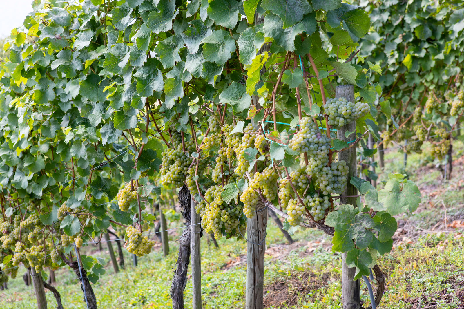 weingut-eifel-cluesserath-lagen-05