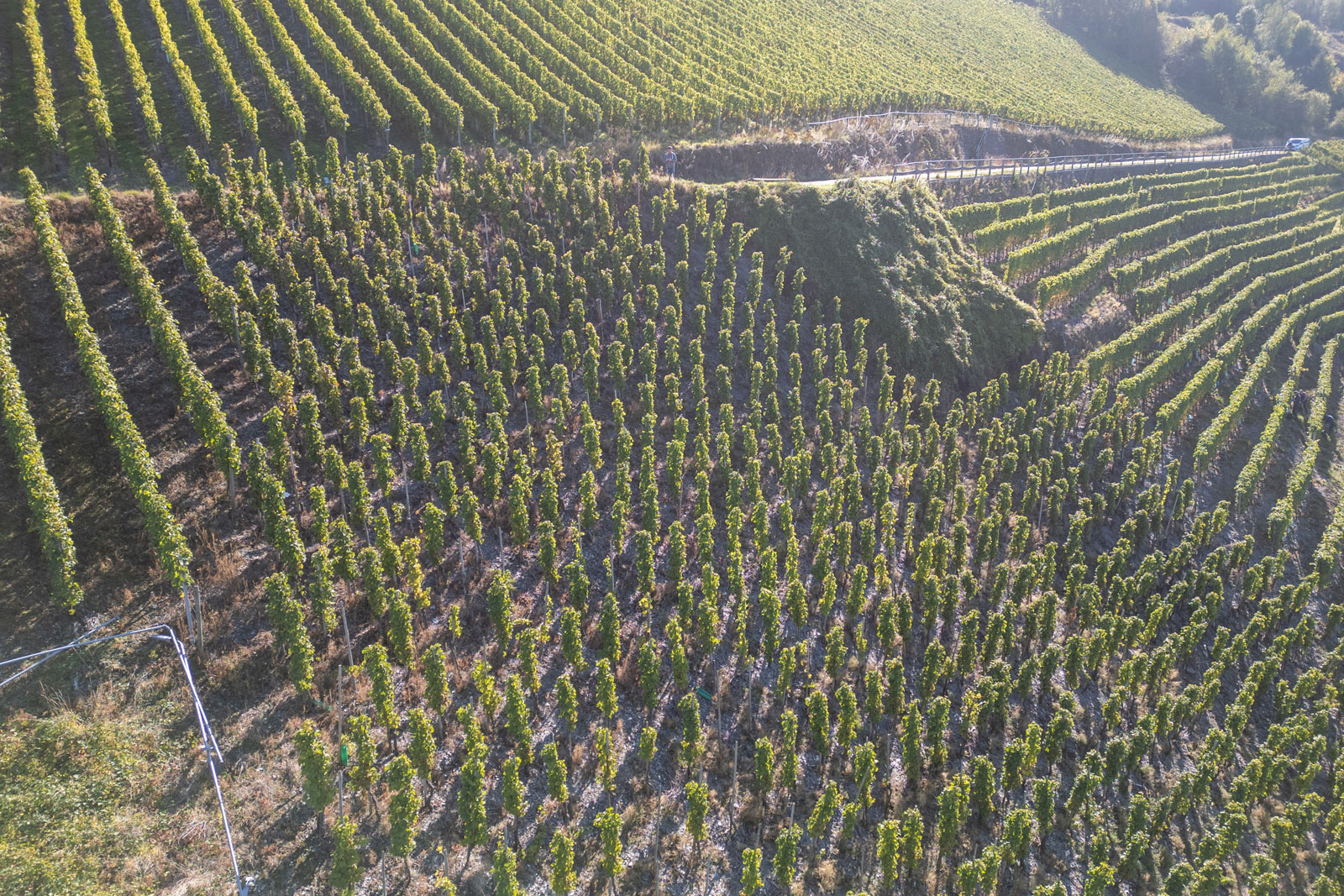 weingut-eifel-cluesserath-lagen-13